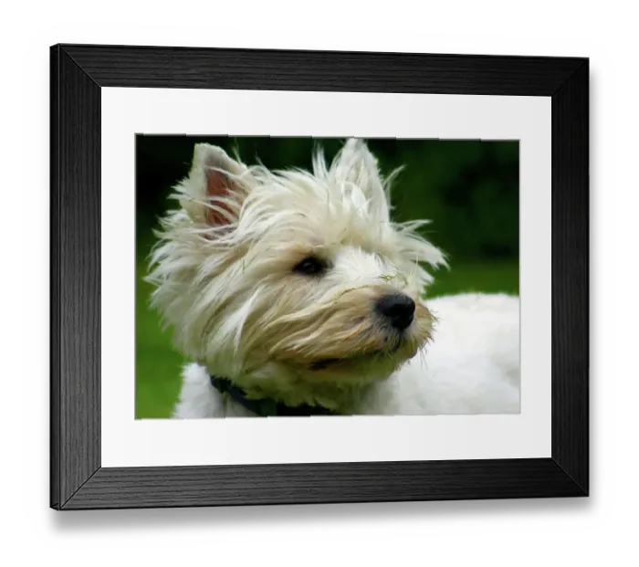 Framed Print : West Highland Terrier Framed Print : West Highland Terrier