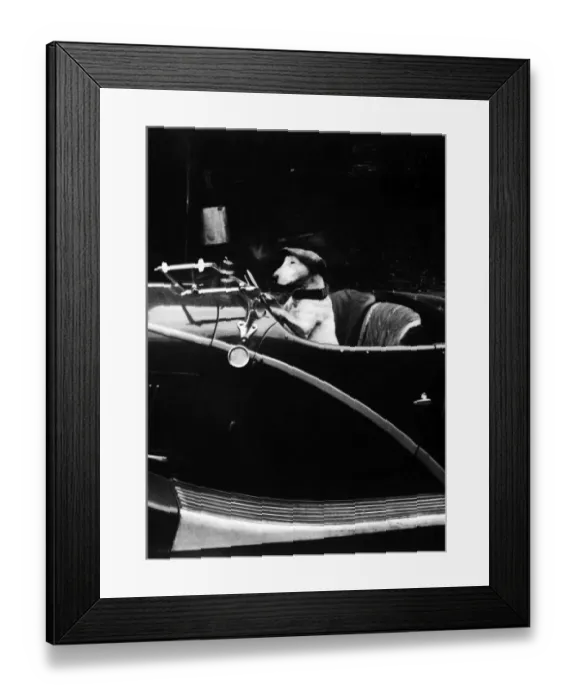 Framed Print : Bull Terrier dog