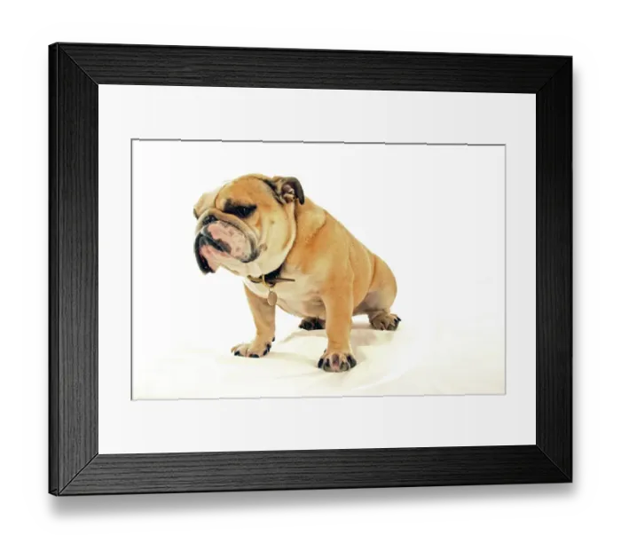 Framed Print : Bulldog3 2 Framed Print : Bulldog3 2