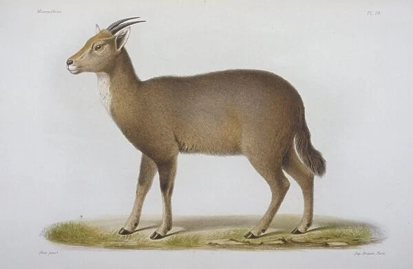 Antilope cinerea, Chinese goral