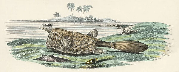 BULL FISH  /  1860