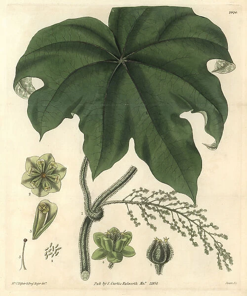 Columbo or calumba plant, Cocculus palmatus