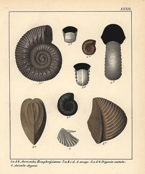Extinct fossil gastropods: Ammonites Humphreysianus