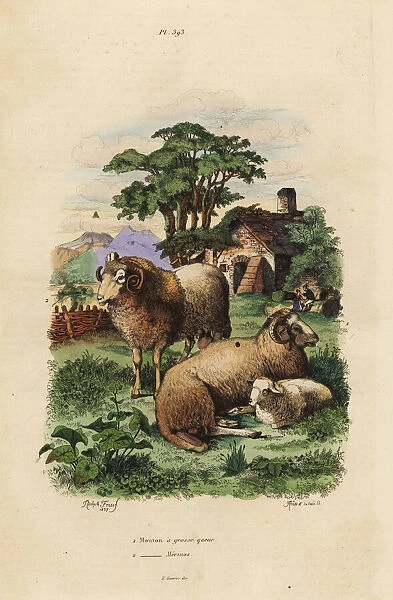 Fat-tailed and Merino sheep breeds