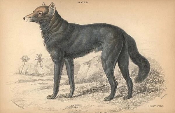 Great Plains wolf or buffalo wolf, Canis lupus
