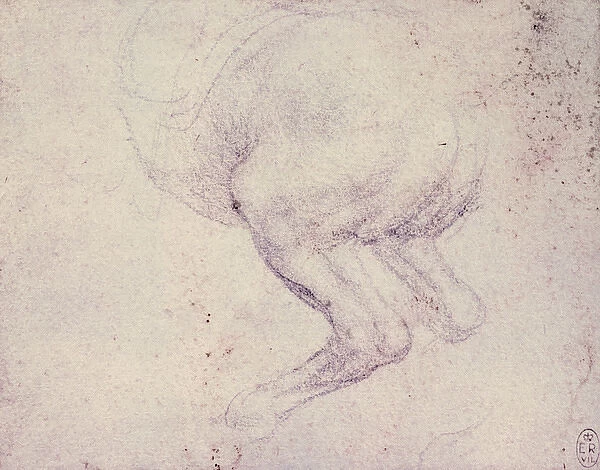 Leonardo da Vinci (1452-1519). The hind-quarters of a rearin