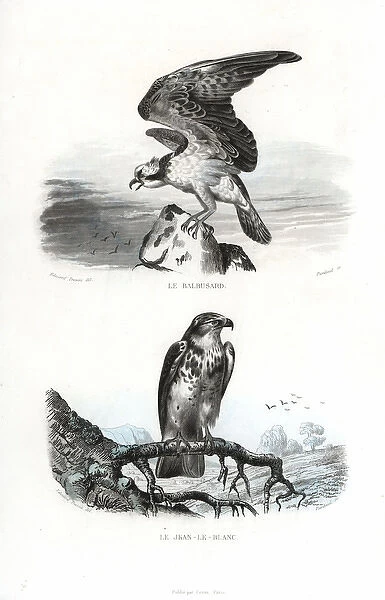 Osprey and short-toed snake eagle