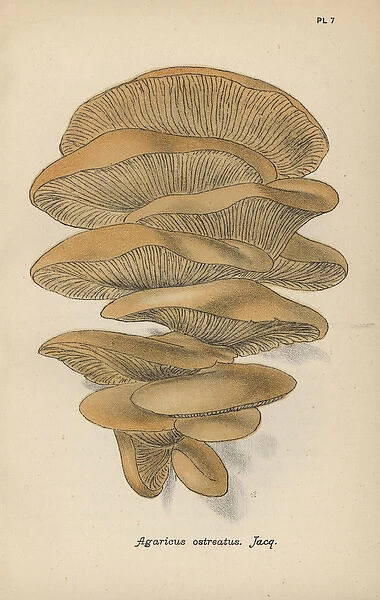 Oyster mushroom, Agaricus ostreatus