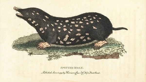Spotted mole, Talpa europaea