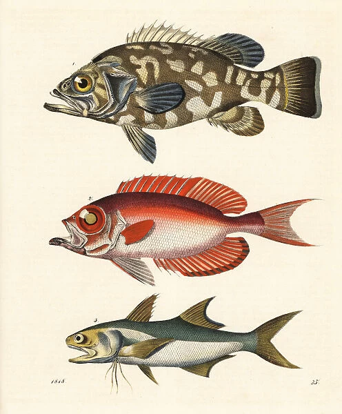 Stone bass, moontail bullseye and blue salmon
