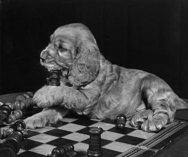 Susi - sitting on chess board