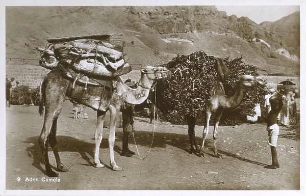 Yemen - Aden Camels