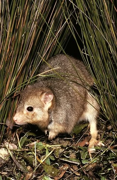 Burrowing Bettong  /  Boodie  /  Lesueur's Rat Kangaroo - Barrow Island - Western Australia JPF05633