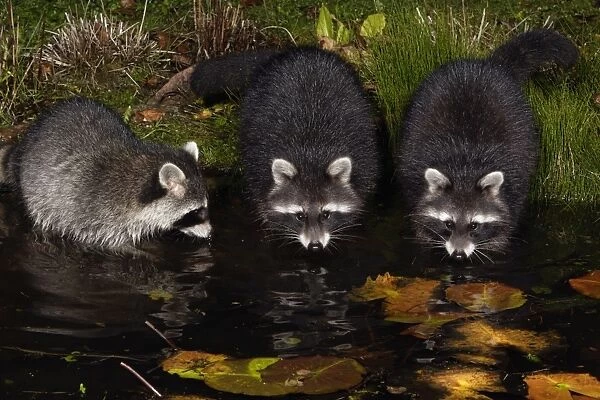 Raccoons - In garden pond at night, searching for food, autumn. Lower Saxony, Germany