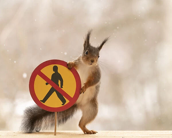 Red Squirrel standing with a No pedestrians road sign