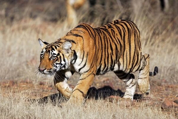 Tiger - 9 month-old cub stalking Ranthambhore National Park, Rajasthan, India