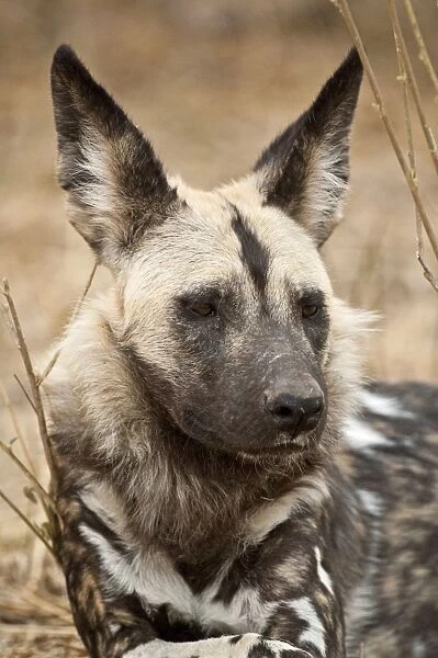 Wild Dog - Mashatu Game Reserve - Botswana