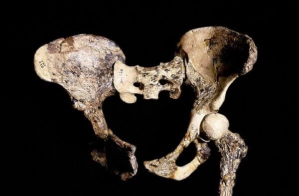 Australopithecus africanus pelvis, STS-14 C015  /  6919