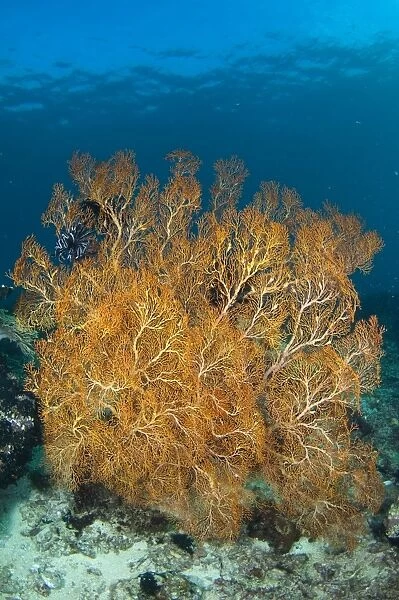 Large orange sea fan in Indonesia