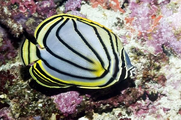 Meyers butterflyfish on a reef