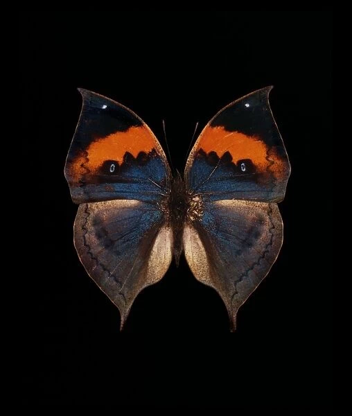 Orange oakleaf butterfly