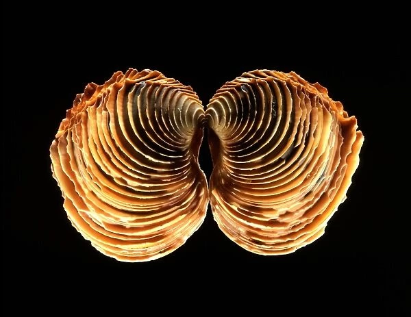 Venus clam shell C019  /  1306
