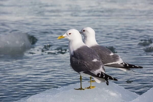 Adult mew gulls (Larus canus) on ice in Tracy Arm-Fords Terror Wilderness Area, Southeast Alaska