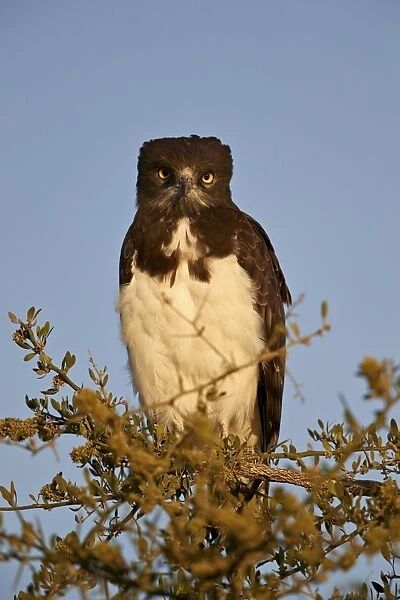 Black-breasted snake eagle (black-chested snake eagle) (Circaetus pectoralis), Serengeti