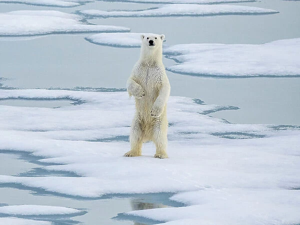 A curious young male polar bear (Ursus maritimus) standing up on the sea ice near Somerset Island, Nunavut, Canada, North America