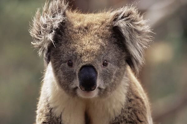 Koala bear (Phascolarctos cinereus), Phillip Island, Victoria, Australia, Pacific