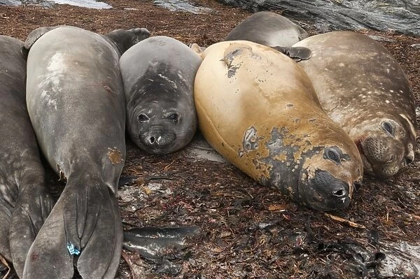 Southern elephant seals (Mirounga leonina) resting on a beach, Falkland Islands