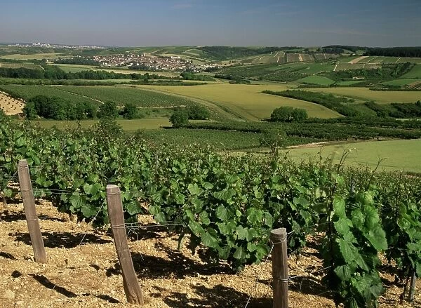 Vineyards near Irancy, Burgundy, France, Europe