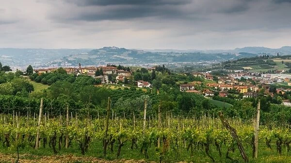 Vineyards in the Piedmont region of northern Italy, Europe