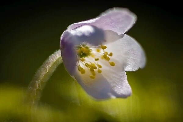 Wood anemone (Anemone nemorosa) flowering, head closed, growing in woodland habitat