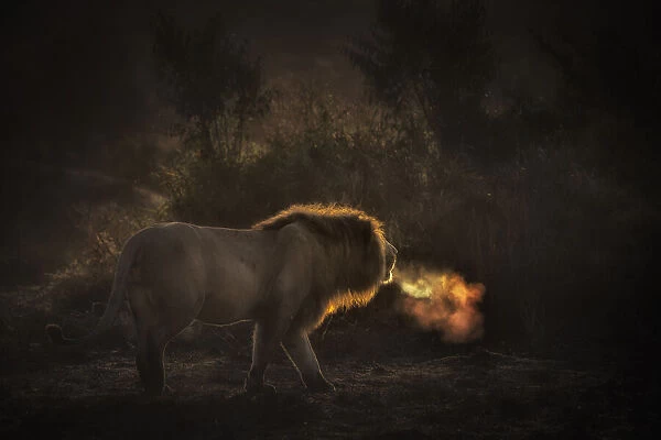 African lion (panthera leo) roaring at sunrise in the Msaimara, Kenya