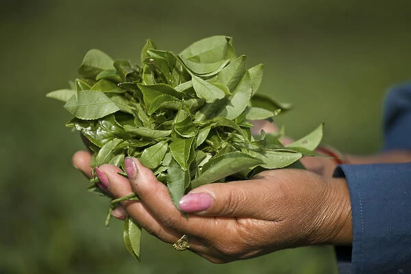 India, West Bengal, Kurseong, Goomtee Tea Estate, Woman tea picker holding a handful