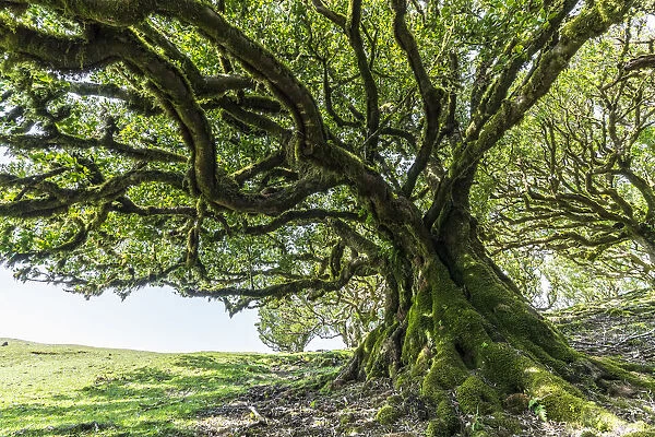 Laurel tree in the Laurisilva Forest, UNESCO World Heritage Site