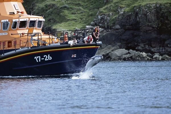 Bottlenose dolphin (Tursiops truncatus truncatus) leaping from under the bow of an RNLI rescue boat, closely watched by the off duty crew. (Image is 2 of 2) Hebrides, Scotl