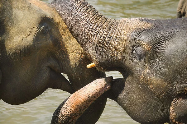20084667. SRI LANKA Pinnewala Elephants in the Pinnewala Elephant Orphanage