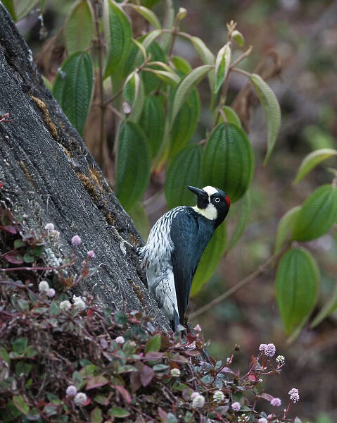 Acorn Woodpecker Melanerpes formicivorus Savegre Costa Rica
