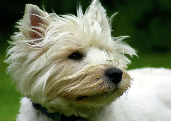 Framed Print : West Highland Terrier Framed Print : West Highland Terrier
