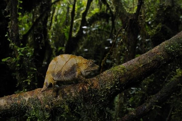Boulenger's Pygmy Chameleon (Rhampholeon boulengeri) adult, on branch in montane rainforest habitat, Nyungwe Forest N. P. Rwanda