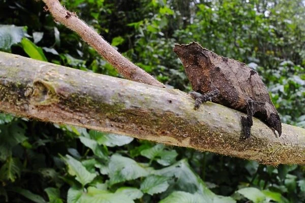 Boulengers Pygmy Chameleon (Rhampholeon boulengeri) adult, on branch in montane rainforest, Nyungwe Forest N. P. Rwanda
