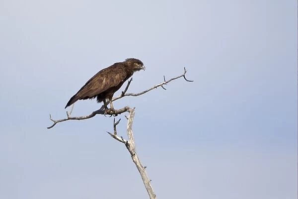 Brown Snake-eagle (Circaetus cinereus) adult, perched on branch, Okavango Delta, Botswana