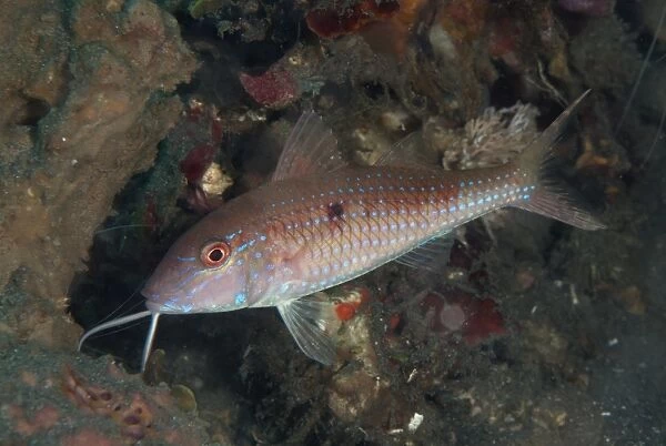 Cinnabar Goatfish (Parupeneus heptacanthus) adult, Lembeh Straits, Sulawesi, Sunda Islands, Indonesia, September