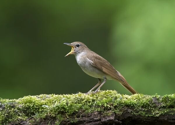 Common Nightingale (Luscinia megarhynchos) adult, singing, standing on moss covered log in woodland, Hortobagy N. P