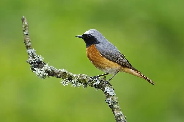 Common Redstart (Phoenicurus phoenicurus) adult male, perched on lichen covered twig, Gilfach Farm Nature Reserve