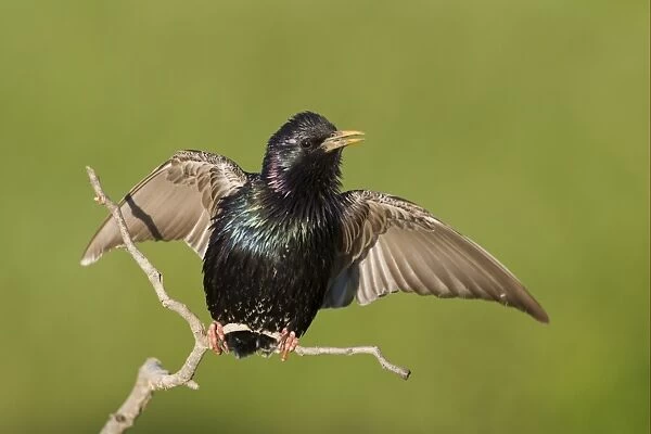 Common Starling (Sturnus vulgaris) adult, singing, with wings spread, Bulgaria, may