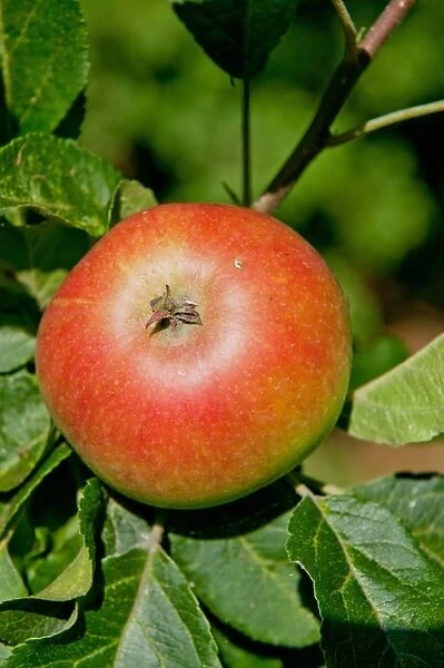 Cultivated Apple (Malus domestica) Discovery, close-up of fruit, growing in orchard, Norfolk, England, august