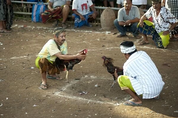 Domestic Chicken, Gamecock, fighting cocks held by owners prior to fight at Siat Sampian (coconut leaf war) festival, Pura (temple) Samuan Tiga, Ubud, Bali, Lesser Sunda Islands, Indonesia